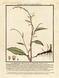 Waterpeper, Persicaria hydropiper door Unbekannter Künstler