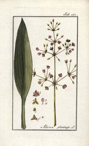 Waterweegbree (Alisma plantago-aquatica). Lithografie uit 