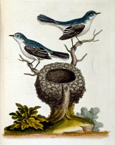 Aquarelillustratie uit een boek van zeldzame vogels door G Edwards 1750. George Edwards (1694-1773) was een Britse natuuronderzoeker en ornitholoog. Hij reisde veel door Europa, bestudeerde vooral de natuurgeschiedenis en vogels. Hij kreeg enige erkenning door Unbekannter Künstler