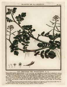 Waterkers, Nasturtium officinale
