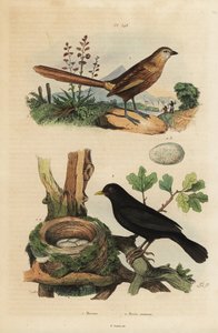 Westelijke graswinterkoning, Amytornis textilis, en merel met nest en eieren, Turdus merula