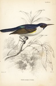 Westelijke paarsrug-zonnevogel. Handgekleurde staalgravure door William Lizars naar William Swainson uit Sir William Jardine