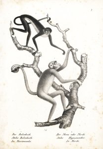 Witbuikspinaap, Ateles belzebuth (bedreigd), en noordelijke muriqui, Brachyteles hypoxanthus (Ateles hypoxanthus), ernstig bedreigd. Lithografie door Karl Joseph Brodtmann uit Heinrich Rudolf Schinz