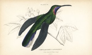Witstaart sabelvleugel, Campylopterus ensipennis (Blauwkeel sabelvleugel, Trochilus latipennis) - William Jardine