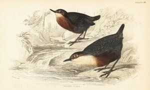 Waterspreeuw, Cinclus cinclus. 1889 (gravure) door Unbekannter Künstler