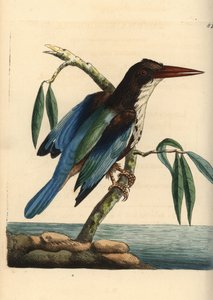 Witkeelijsvogel, Halcyon smyrnensis (Smyrna ijsvogel, Alcedo smyrnensis). Illustratie getekend en gegraveerd door Richard Polydore Nodder. Handgekleurde kopergravure uit George Shaw en Frederick Nodder