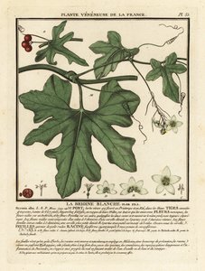 Witte heggenrank, Bryonia alba