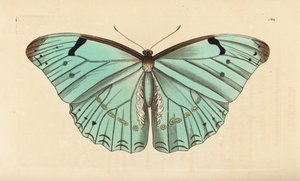 Witte Morpho, Morpho laertes