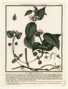 Witte dovenetel, Lamium album door Unbekannter Künstler