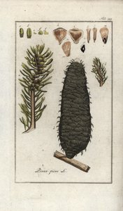Witte of pectine of Vogezen spar (Abies alba). Lithografie uit “Afbeelding der Artseny-Gewassen” door Johannes Zorn (1739-1799), Nederland