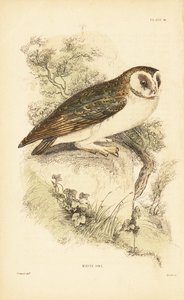Witte uil of kerkuil, Tyto alba, zittend op een rots door Unbekannter Künstler