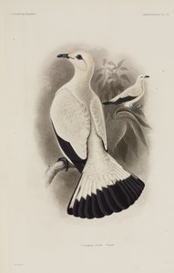 Witte duif