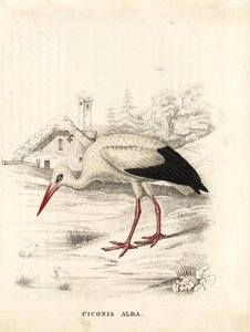 Witte ooievaar, Ciconia ciconia (Ciconia alba). Handgekleurde staalgravure uit Georg Friedrich Treitschke