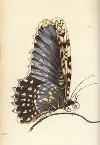 Witte heksenmot, Thysania agrippina (Agrippina vlinder, Phalaena agrippina). Illustratie getekend en gegraveerd door Richard Polydore Nodder naar Maria Sibylla Merian. Handgekleurde kopergravure uit George Shaw en Frederick Nodder