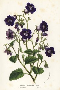 Wilde Canterbury-klokken, Phacelia minor (Whitlavia grandiflora). Handgekleurde lithografie uit Louis van Houtte en Charles Lemaire