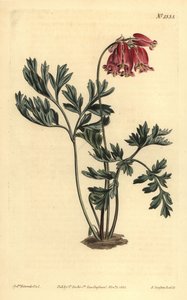 Wilde bloedend hart, Dicentra formosa door Unbekannt