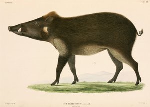 Wild zwijn, Indonesië door Unbekannter Künstler