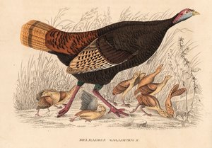 Wilde kalkoen, Meleagris gallopavo, hen met kuikens. Handgekleurde lithografie uit Georg Friedrich Treitschke