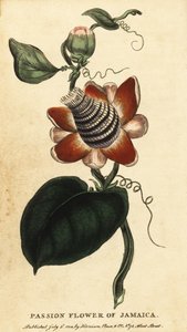 Gevleugelde stengelpassiebloem, Passiflora elata