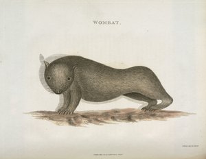 Wombat, Australië, ca. 1798 door Unbekannt