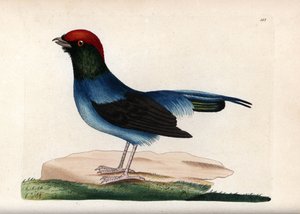 Wonderbaarlijke manakin (Chiroxiphia linearis). Ongesigneerde illustratie (George Shaw en Frederick Nodder). Lithografie in The Naturalist