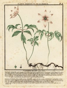 Bosanemoon, Anemone nemorosa
