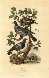 Houtduif, Columba palumbus, gewone duif, Columba livia, en tortelduif, Streptopelia risoria door Unbekannt