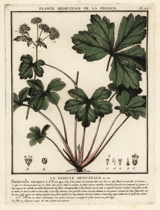 Heelkruid, Sanicula europaea door Unbekannter Künstler