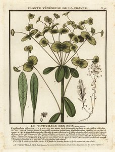 Boswolfsmelk, Euphorbia amygdaloides