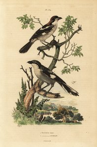 Roodkopklauwier, Lanius senator, en zuidelijke grijze klauwier, Lanius meridionalis