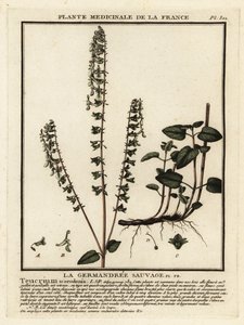 Bosgamander, Teucrium scorodonia door Unbekannter Künstler