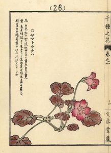 Yamato uchiwa of iwakagami, Schizocodon soldanelloides, Japanse alpenplant door Unbekannter Künstler