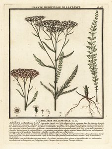 Duizendblad, Achillea millefolium