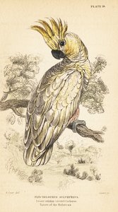 Geelkuifkaketoe, Cacatua sulphurea. Kritiek bedreigd 1889 (gravure)