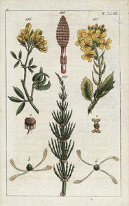 Gele luzerne (Medicago falcata 136), wilde radijs (Raphanus raphnistrum 137), en akkerpaardenstaart (Equisetum arvense 138/139). Handgekleurde kopergravure van een botanische illustratie uit G. T. Wilhelm