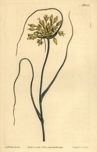 Gele knoflook, Allium flavum door Unbekannt