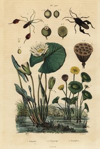Gele lotus, Nelumbo lutea 1, bladvoetige wantsen, Anisoscelis foliaceus 2 en Anoplocnemis curvipes 3, en witte waterlelie, Nymphaea alba 4