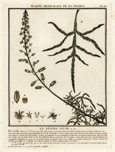 Gele reseda, Reseda lutea