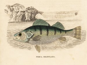 Gele baars, Perca flavescens (korrelige baars, Perca granulata). Handgekleurde staalgravure uit Georg Friedrich Treitschke