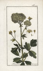 Gele pigamon (Thalictrum flavum). Lithografie uit “Afbeelding der Artseny-Gewassen” door Johannes Zorn (1739-1799), Nederland