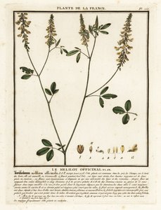 Gele honingklaver, Melilotus officinalis