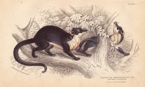 Geelkeel marter. Handgekleurde staalgravure door Lizars naar een illustratie van Charles Hamilton Smith uit een schets van R. G. Watkin uit William Jardine