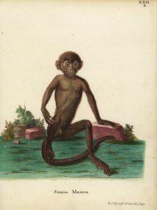 Jonge gebandeerde langur, Presbytis femoralis. Simia maura. Handgekleurde kopergravure getekend en gegraveerd naar de natuur door Hermann Jakob Tyroff uit Johann Christian Daniel Schreber