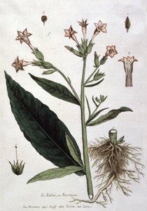Jonge tabaksplant, begin 19e eeuw (lithografie)