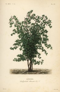 Zabala of coguil vruchtboom, Lardizabala biternata, Lardizabal
