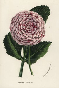 Zenobia dahlia hybride, Dahlia coccinea - Flore des Serres et des Jardins de l