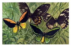 Zoölogische kaart: vlinder de Cresus (Ornithoptera croesus), man en vrouw door Unbekannter Künstler