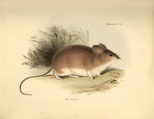 Zoologie: Darwin