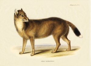 Zoölogie: Falklands vos (Canis antarticus) waargenomen door Charles Darwin tijdens zijn reis aan boord van de Beagle. Plaat uit "The Zoology of the Voyage of H.M.S. Beagle Under the Command of Captain Fitzroy, R.N., during the Years 1832 to 1836"