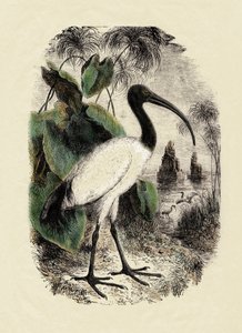 Zoologie: Sacre Ibis (Threskiornis aethiopicus), gravure uit de 19e eeuw